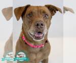Small #9 Labrador Retriever Mix