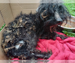 Small Photo #4 Mutt Puppy For Sale in Rootstown, OH, USA