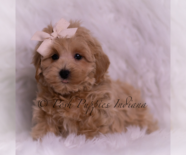Medium Photo #4 Maltipoo (Miniature) Puppy For Sale in WARSAW, IN, USA