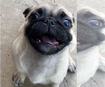 Small Photo #2 Pug Puppy For Sale in HEREFORD, AZ, USA