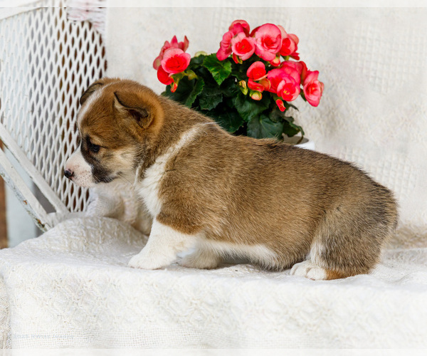 Medium Photo #11 Pembroke Welsh Corgi Puppy For Sale in WAKARUSA, IN, USA