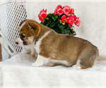 Small #4 Pembroke Welsh Corgi