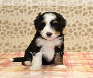 Miniature Bernedoodle Puppy for sale in DENVER, PA, USA