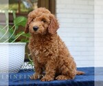 Small #3 Goldendoodle (Miniature)