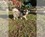 Puppy DaVinci Pomsky