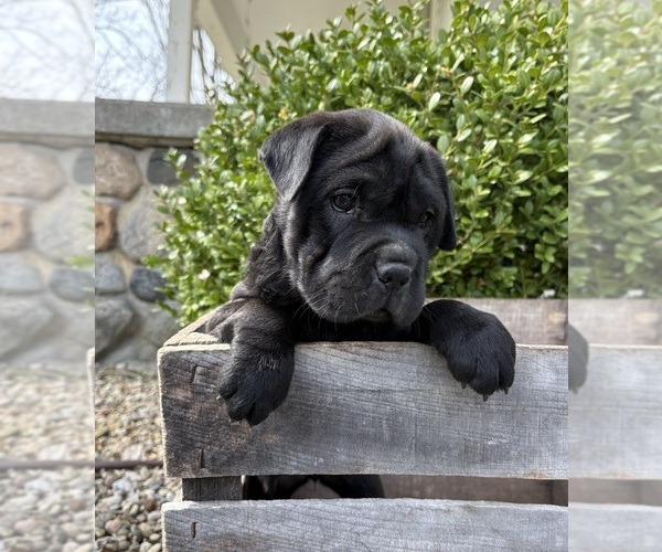 Medium Photo #5 Cocker-Pei Puppy For Sale in MIDDLEBURY, IN, USA
