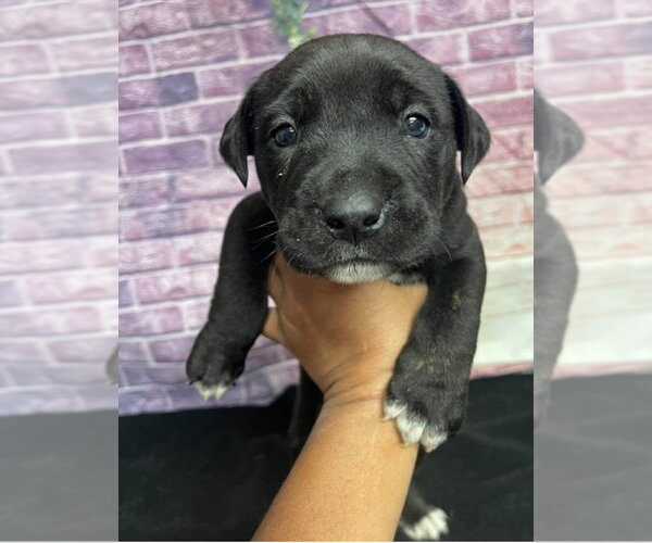 Medium Photo #1 Bulldog-Unknown Mix Puppy For Sale in Lakewood, CO, USA