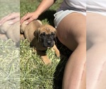 Puppy Red boy Great Dane