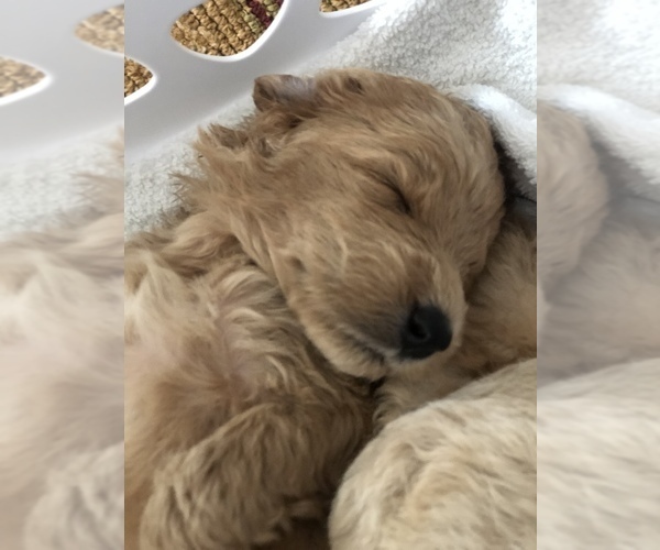 Medium Photo #2 Labradoodle Puppy For Sale in MURRAYVILLE, GA, USA