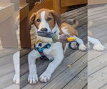 Small Sheprador