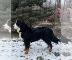 Small Photo #1 Bernese Mountain Dog Puppy For Sale in CUYAHOGA FALLS, OH, USA