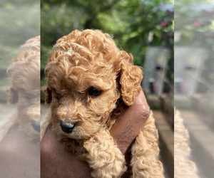 Poodle (Miniature) Puppy for sale in MCDONOUGH, GA, USA