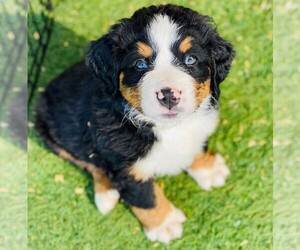 Bernese Mountain Dog Puppy for sale in DENTON, TX, USA