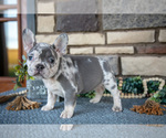 Small French Bulldog