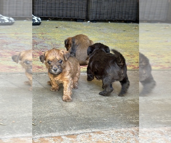 Medium Photo #30 Poocan Puppy For Sale in FAIR OAKS, CA, USA