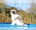 Small #7 ShihPoo