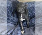 Small #3 Mutt
