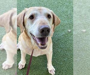 Labrador Retriever Dogs for adoption in Fayetteville, NC, USA