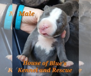 American Pit Bull Terrier Puppy for sale in DELAWARE, OH, USA