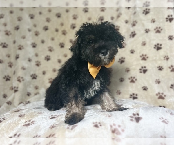 Medium Photo #7 Schnauzer (Miniature) Puppy For Sale in LAKELAND, FL, USA