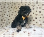 Small #6 Schnauzer (Miniature)