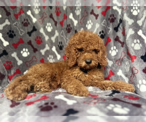 Medium Photo #4 Cock-A-Poo Puppy For Sale in LAKELAND, FL, USA