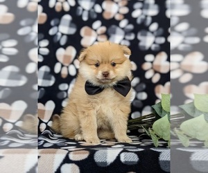 Pomeranian Puppy for sale in CHRISTIANA, PA, USA