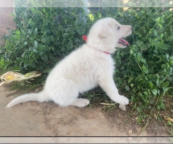 Medium Photo #6 German Shepherd Dog Puppy For Sale in PETERSBURG, TX, USA