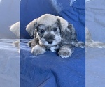 Small Photo #1 Schnauzer (Miniature) Puppy For Sale in FOWLER, CO, USA