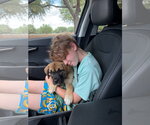 Small #3 Anatolian Shepherd Mix