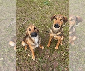 Belgian Malinois-Treeing Walker Coonhound Mix Dog for Adoption in MESA, Arizona USA