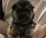 Small #14 German Shepherd Dog