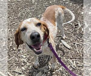 Mutt Dogs for adoption in Waterford, VA, USA