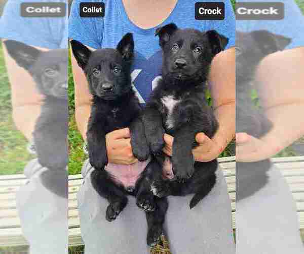 Medium Photo #9 German Shepherd Dog Puppy For Sale in KANSAS CITY, MO, USA