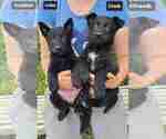 Small #8 German Shepherd Dog
