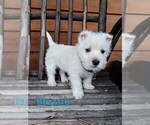 Image preview for Ad Listing. Nickname: Blizzard