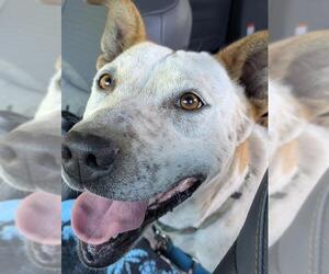 Mutt Dogs for adoption in Santa Barbara, CA, USA