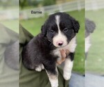 Puppy 5 Border Collie-Miniature Australian Shepherd Mix