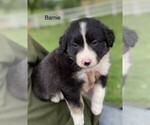 Puppy 4 Border Collie-Miniature Australian Shepherd Mix