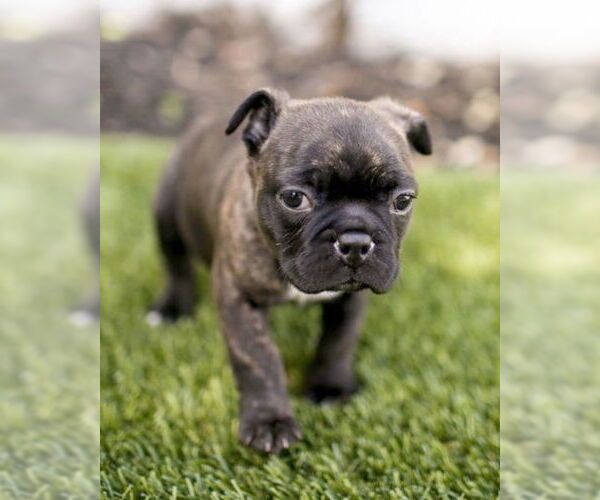 Medium Photo #6 Faux Frenchbo Bulldog Puppy For Sale in Corona, CA, USA