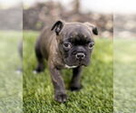 Small #5 Faux Frenchbo Bulldog