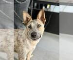 Small #1 Mutt