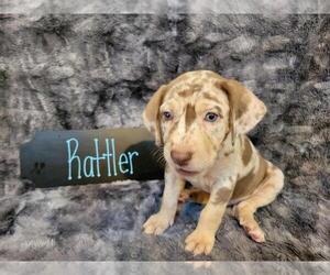 Catahoula Leopard Dog Puppy for sale in COAL CENTER, PA, USA