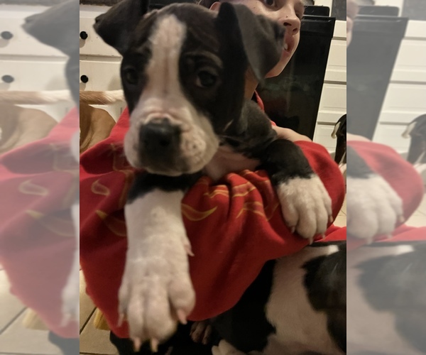 Medium Photo #1 Alapaha Blue Blood Bulldog Puppy For Sale in JONESBORO, GA, USA