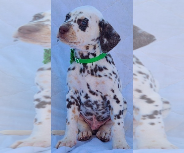 Medium Photo #11 Dalmatian Puppy For Sale in CAPE MAY COURT HOUSE, NJ, USA