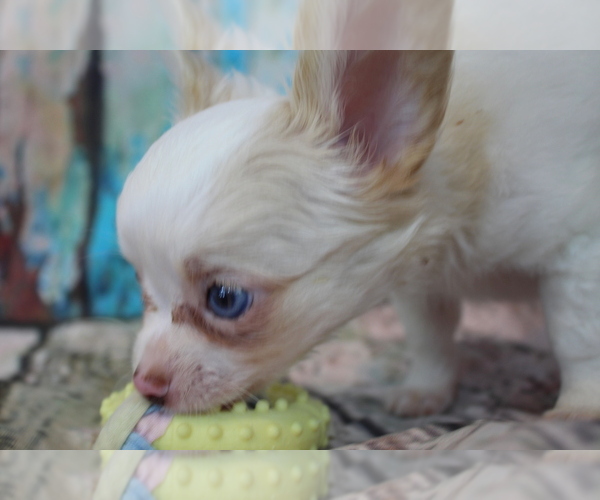 Medium Photo #9 Chihuahua Puppy For Sale in ABILENE, KS, USA