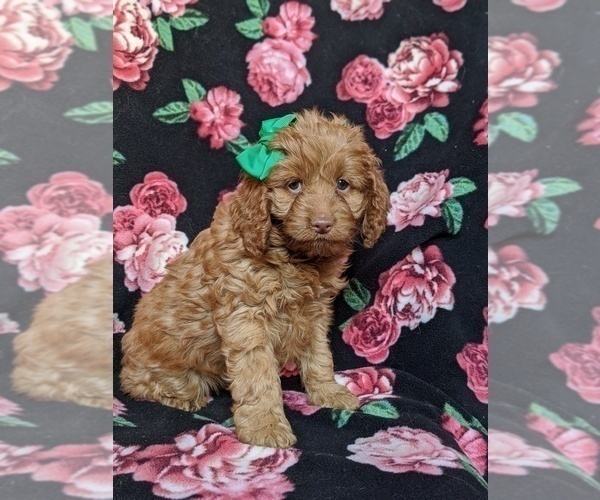 Medium Photo #3 Cocker Spaniel-Poodle (Miniature) Mix Puppy For Sale in BIRD IN HAND, PA, USA