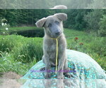 Small #4 German Shepherd Dog