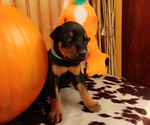 Puppy Puppy 2 Doberman Pinscher