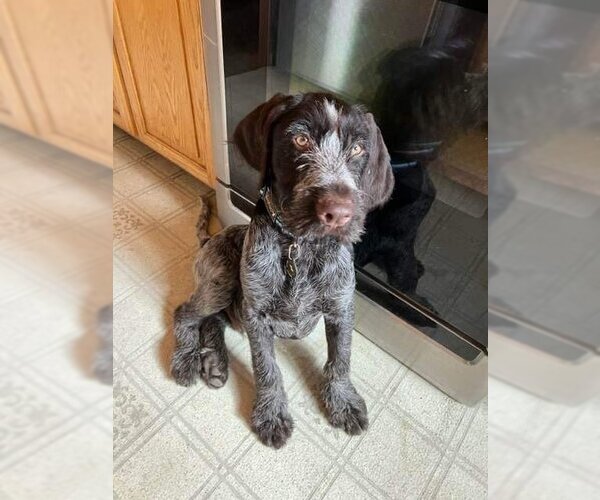 Medium Photo #3 German Wirehaired Pointer Puppy For Sale in Anchorage, AK, USA